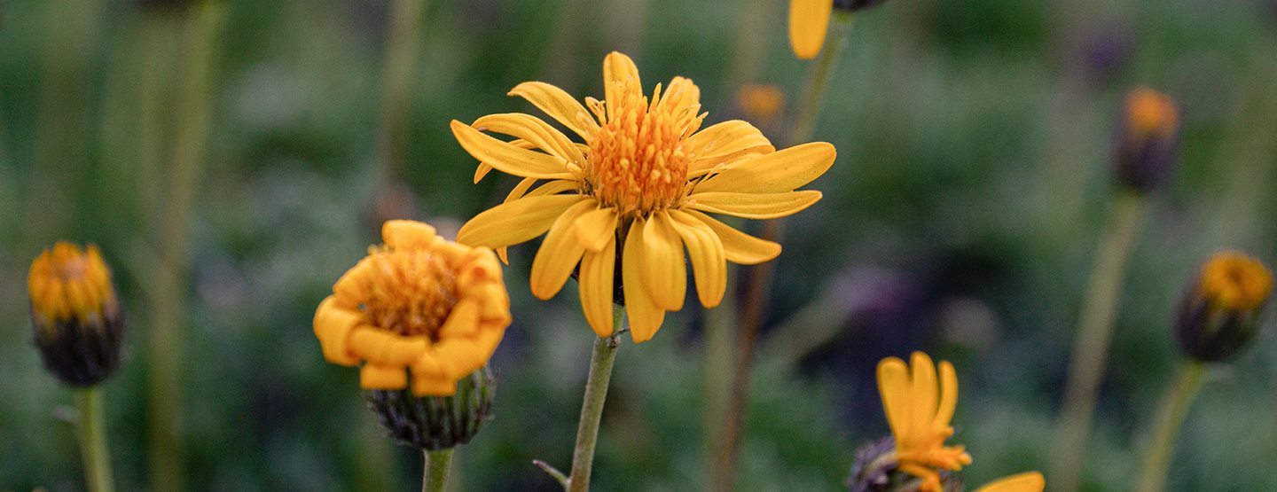 Arnica: de ce este benefică această plantă medicinală?