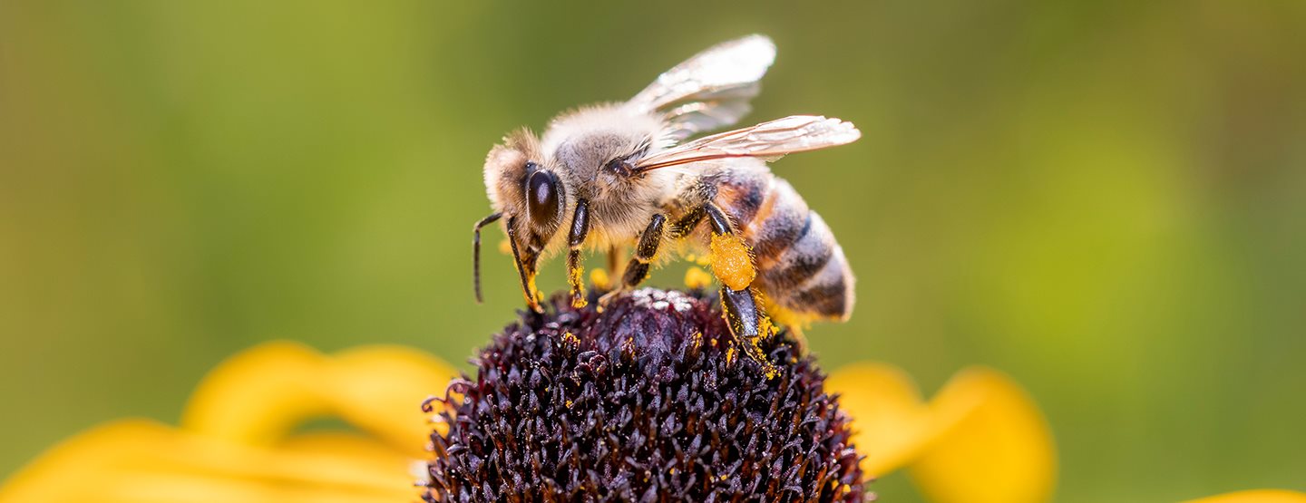 Dispariția insectelor: Zece sfaturi pentru a proteja albinele și alte insecte