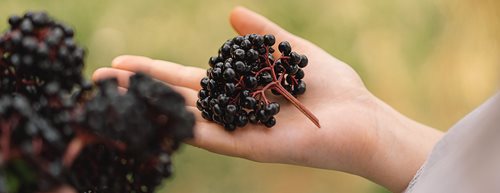 Mousse de fructe de soc: noul nostru desert preferat