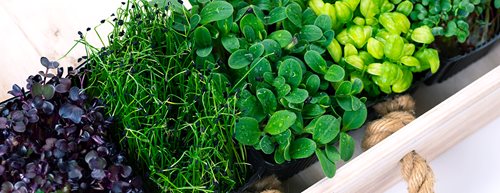 Cultivarea de microgreens: care sunt aspectele care contează, conform experților