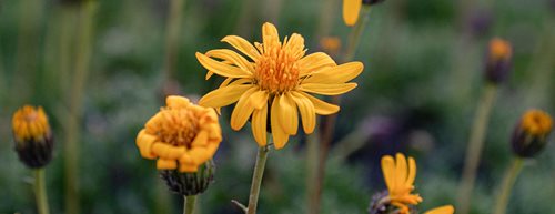 Arnica: de ce este benefică această plantă medicinală?