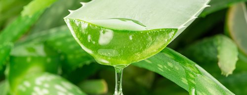 Gelul de Aloe Vera: 3 motive pentru care să îl preparăm noi înșine