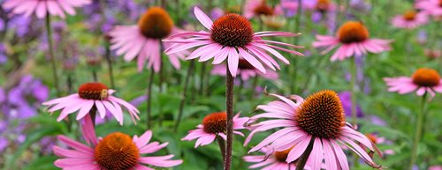 Echinacea: bună pentru apărare!