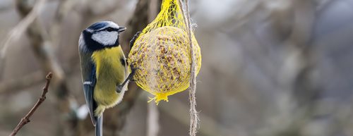 Hrănirea păsărilor: Așa procedați corect, conform specialistei