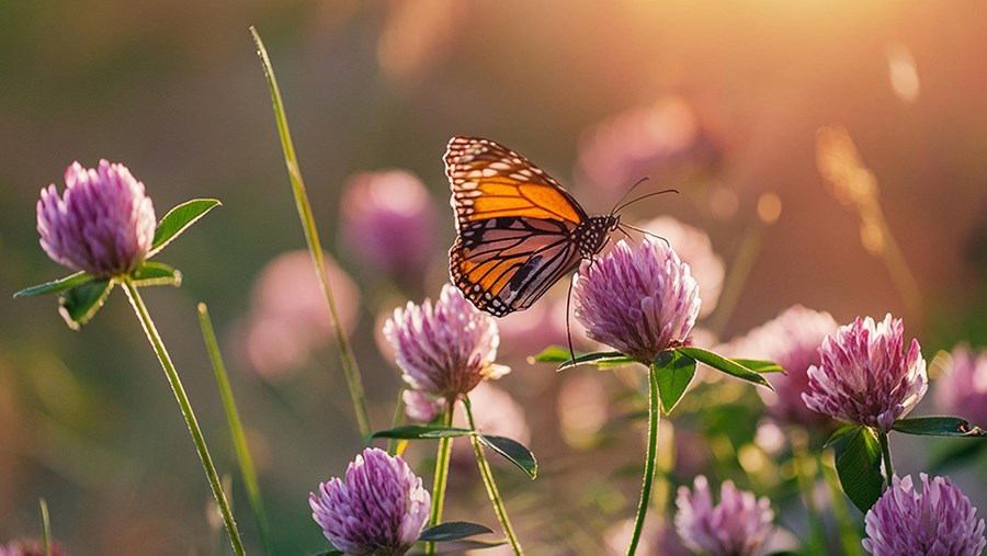 FRUMUSEȚE ACTIVĂ: Revista de la dm