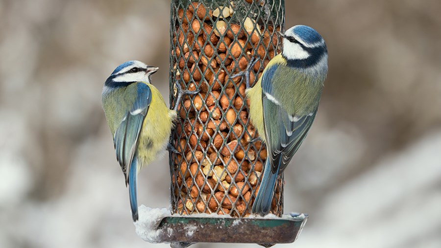 FRUMUSEȚE ACTIVĂ: Revista de la dm